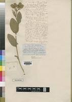 Image result for Pseudoeriosema