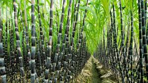 Sugarcane or sugar cane refer to several species and hybrids of tall perennial grass in the genus saccharum, tribe andropogoneae, that are used for sugar production. Agriculture Technology Sugarcane Cultivation Sugarcane Farming And Harvesting Processing Youtube