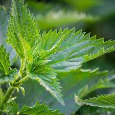 Image result for Urtica urens