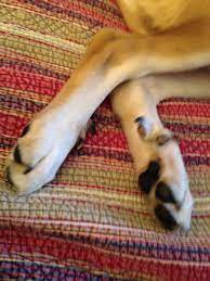 Double Dew Claws On Both Back Legs Crazy Dog Puppies Dogs