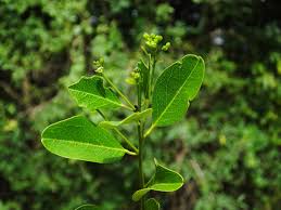 Image result for Maerua angolensis