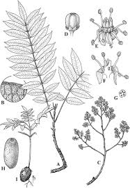 Image result for Sorindeia katangensis