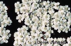 Common Yarrow