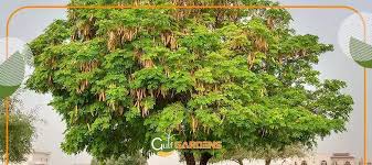 Image result for Albizia lebbeck