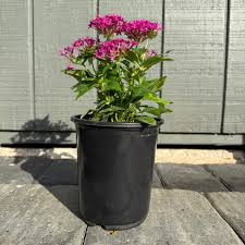 Image result for Pentas schimperi