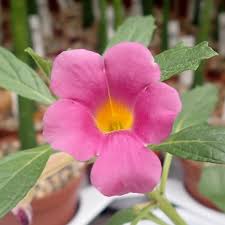 Image result for Pterodiscus elliottii