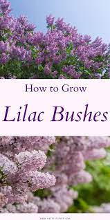 How To Grow A Lilac Bush For Beautiful Blooms In The Spring Natalie Linda Lilac Bushes Planting Flowers Garden Yard Ideas