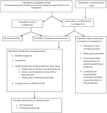 Carbapenem An Overview Sciencedirect Topics