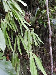 Image result for Oleandra