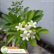 We did not find results for: Tanaman Hias Bunga Kemuning Jawa Shopee Indonesia