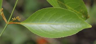 Image result for Hippocratea indica