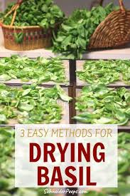 Leave the door slightly open. 3 Simple Ways Of Drying Basil At Home Schneiderpeeps