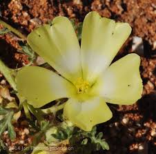 Image result for Grielum