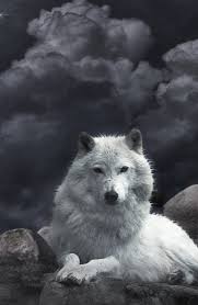 Here are only the best 4k wolf wallpapers. Wolf Iphone X Wallpaper 4k Images Slike