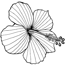 Our printable sheets for coloring in are ideal to brighten your family's day. Hibiscus Flower 2 Coloring Page Free Printable Coloring Pages For Kids