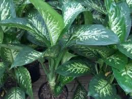 Dieffenbachia Amoena Tropic Snow Difenbachia Araceae Plantas