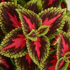 Image result for Coleus melleri