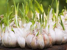 Astuce simple et facile pour cultiver l'ail à la maison. N Achetez Plus D Ail Voici Comment Le Faire Pousser En Pot A L Infini