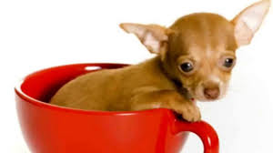 Teacup Chihuahuas Chihuahua Breeds Separating Fact From Fiction Chihuahua Breeds Teacup Chihuahua Chihuahua