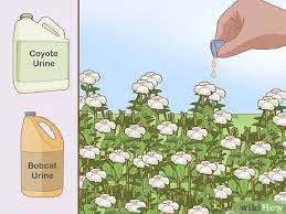 You won't be able to smell the sulfur from the eggs, but the deer will…and it'll make them run. 3 Ways To Get Rid Of Deer Wikihow