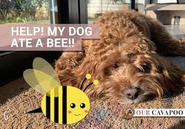 Your dog might yelp or whine when the wasp has stunged him/her. Help My Dog Ate A Bee Should I Be Worried Our Cavapoo