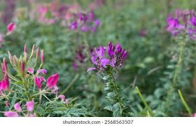 Image result for Cleome houtteana