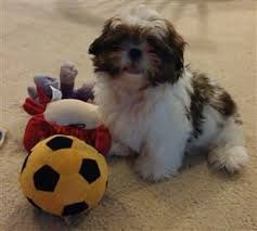 The reason is very obvious that puppies have a higher activity level and do need more calories for growing. Expected Cost Of A Shih Tzu Puppy