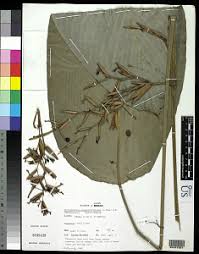 Image result for Sarcophrynium brachystachyum