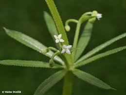 Image result for Galium scabrellum