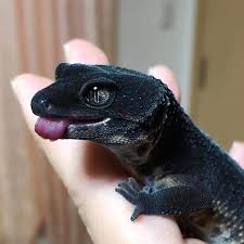 Pin By Charles B On Reptiles Cute Lizard Cute Reptiles Cute Gecko