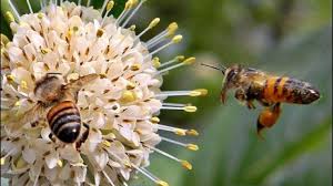 If we have enough time to get there, we may be able to capture them before they find a permanent home in a wall cavity, chimney or hollow tree. Bees For Free Collecting Bee Swarms Homestead Org