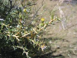 Image result for Eriocephalus ambiguus