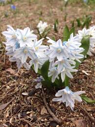 Image result for Riocreuxia torulosa