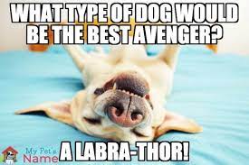 Pin On Dog Puns