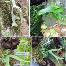 Image result for Asplenium markusbeckeri