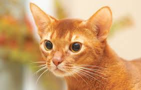 Abyssinian cat 7 x 10.5 wood plaque sign featuring the artwork of dean russo (sjt78208). Abyssinian Cat Breed Info Cryptococcosis