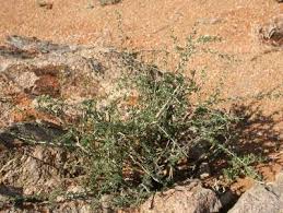 Image result for Euphorbia guerichiana