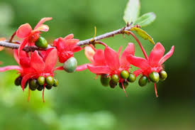 Image result for Ochna arborea