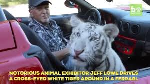 As recently as 100 years ago, there were as many as 100,000 wild tigers living in asia. The Details Netflix S Tiger King Kept From Viewers Peta