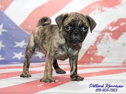 Discover more about our puppies for adoption. The Rare And Elusive Brindle Pug Puppies For Sale At Petland Petland Summerville