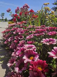 Image result for Thesium bequaertii