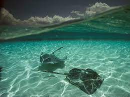 Stingray Google Images Ocean Creatures Ocean Photo