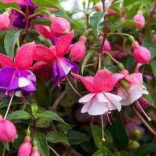 How To Grow Fuchsias Fuchsia Plant Propagating Plants Dark Purple Flowers
