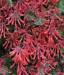 Image result for Lonicera