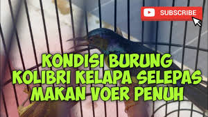 Inilah rahasia makanan burung pleci agar cepat gacor penasaran apa saja makanan kesukaan pleci yang bagus untuk kesehatan tubuhnya? Cara Memberi Makan Burung Kolibri Kelapa Youtube
