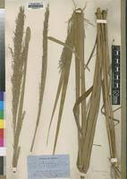 Image result for Panicum phragmitoides