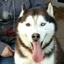 Check spelling or type a new query. Howl At The Moon Siberian Husky Rescue Inc Home Facebook