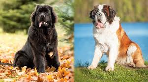 But in that short time, they'll experience tremendous growth, which might create some specific problems. Newfoundland Vs Saint Bernard Differences And Similarities
