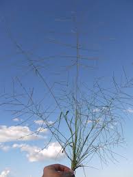 Image result for Trichoneura grandiglumis