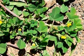 Image result for Medicago polymorpha
